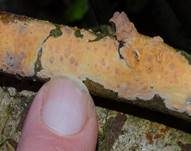 Fleischroter Zystidenrindenpilz, Foto 11