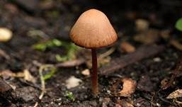 Fleischrotes Samthäubchen, Foto 4