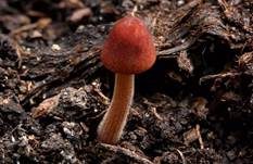 Fleischrotes Samthäubchen, Foto 5
