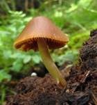 Fleischrotes Samthäubchen, Foto 6