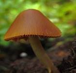 Fleischrotes Samthäubchen, Foto 7