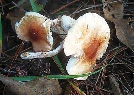 Fleischrötlicher Schirmling, Foto 3