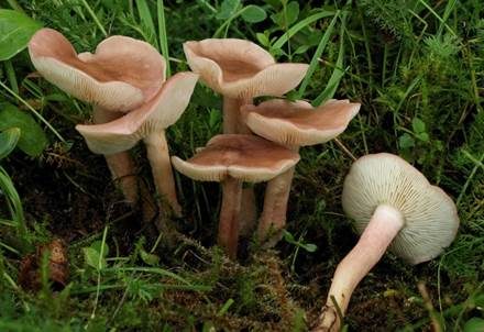 Fleischrötlicher Schönkopf, Foto 2