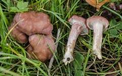 Fleischrötlicher Schönkopf, Foto 12