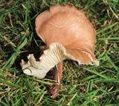 Fleischrötlicher Schönkopf, Foto 15