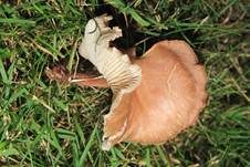 Fleischrötlicher Schönkopf, Foto 16