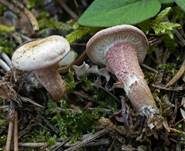 Fleischrötlicher Schönkopf, Foto 18