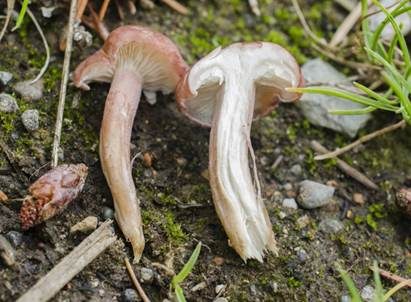 Fleischrötlicher Schönkopf, Foto 5