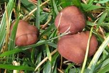 Fleischrötlicher Schönkopf, Foto 6