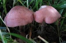 Fleischrötlicher Schönkopf, Foto 9