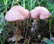 Fleischrötlicher Schönkopf, Foto 10