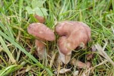 Fleischrötlicher Schönkopf, Foto 11
