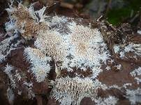 Ausgebreitetes Hängezähnchen, Foto 12