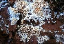 Ausgebreitetes Hängezähnchen, Foto 14