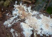 Ausgebreitetes Hängezähnchen, Foto 15