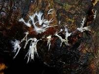 Ausgebreitetes Hängezähnchen, Foto 17