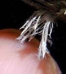 Ausgebreitetes Hängezähnchen, Foto 20