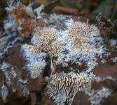 Ausgebreitetes Hängezähnchen, Foto 6