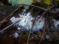 Ausgebreitetes Hängezähnchen, Foto 10