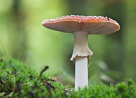 Fliegenpilz, Foto 3