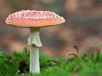Fliegenpilz, Foto 13