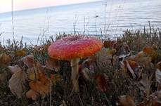 Fliegenpilz, Foto 16