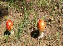 Fliegenpilz, Foto 19