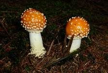 Fliegenpilz, Foto 22