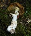 Fliegenpilz, Foto 27