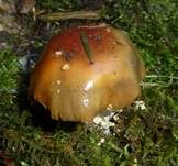 Fliegenpilz, Foto 28