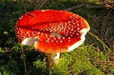 Fliegenpilz, Foto 29