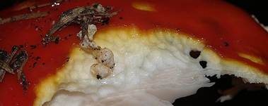 Fliegenpilz, Foto 31