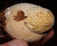 Fliegenpilz, Foto 32