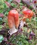 Fliegenpilz, Foto 36