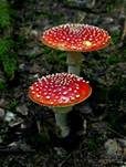 Fliegenpilz, Foto 39