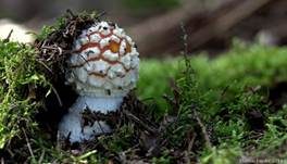 Fliegenpilz, Foto 40