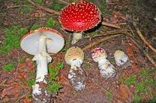 Fliegenpilz, Foto 41