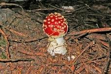 Fliegenpilz, Foto 42