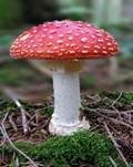 Fliegenpilz, Foto 44
