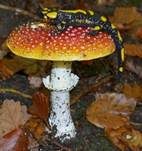 Fliegenpilz, Foto 49