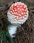 Fliegenpilz, Foto 52