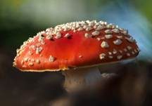 Fliegenpilz, Foto 54