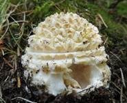 Fliegenpilz, Foto 57