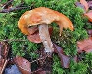 Fliegenpilz, Foto 59