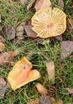 Fliegenpilz, Foto 64