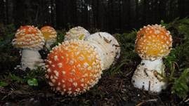 Fliegenpilz, Foto 67