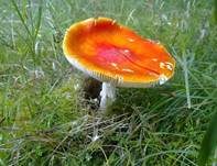 Fliegenpilz, Foto 11