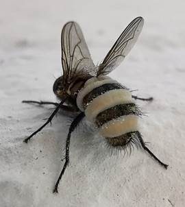 Fliegentöter, Foto 3