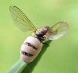 Fliegentöter, Foto 8