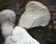 Flockenstäubling, Foto 8